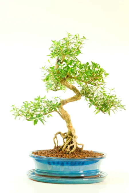 Incredible twisty design of Serissa bonsai in teal pot