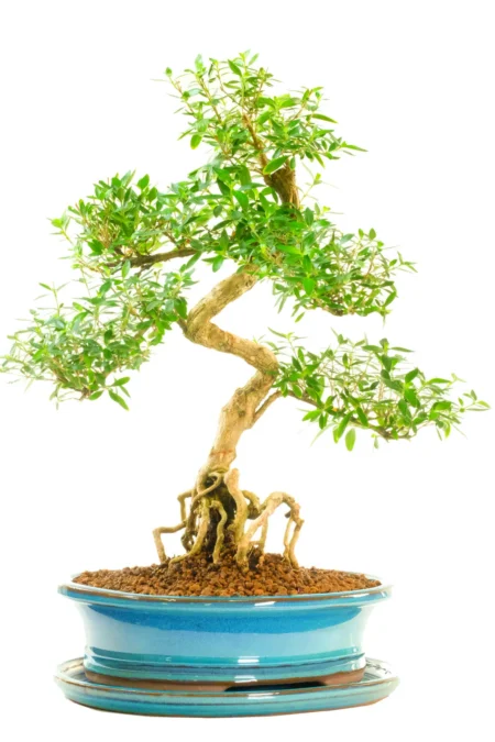 Wonderful Tree of a Thousand Stars Flowering Indoor Bonsai with Small White Flowers & Impressive Neagari
