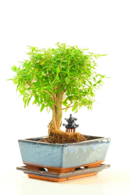 A Striking Neagari Bonsai with Sculptural Roots