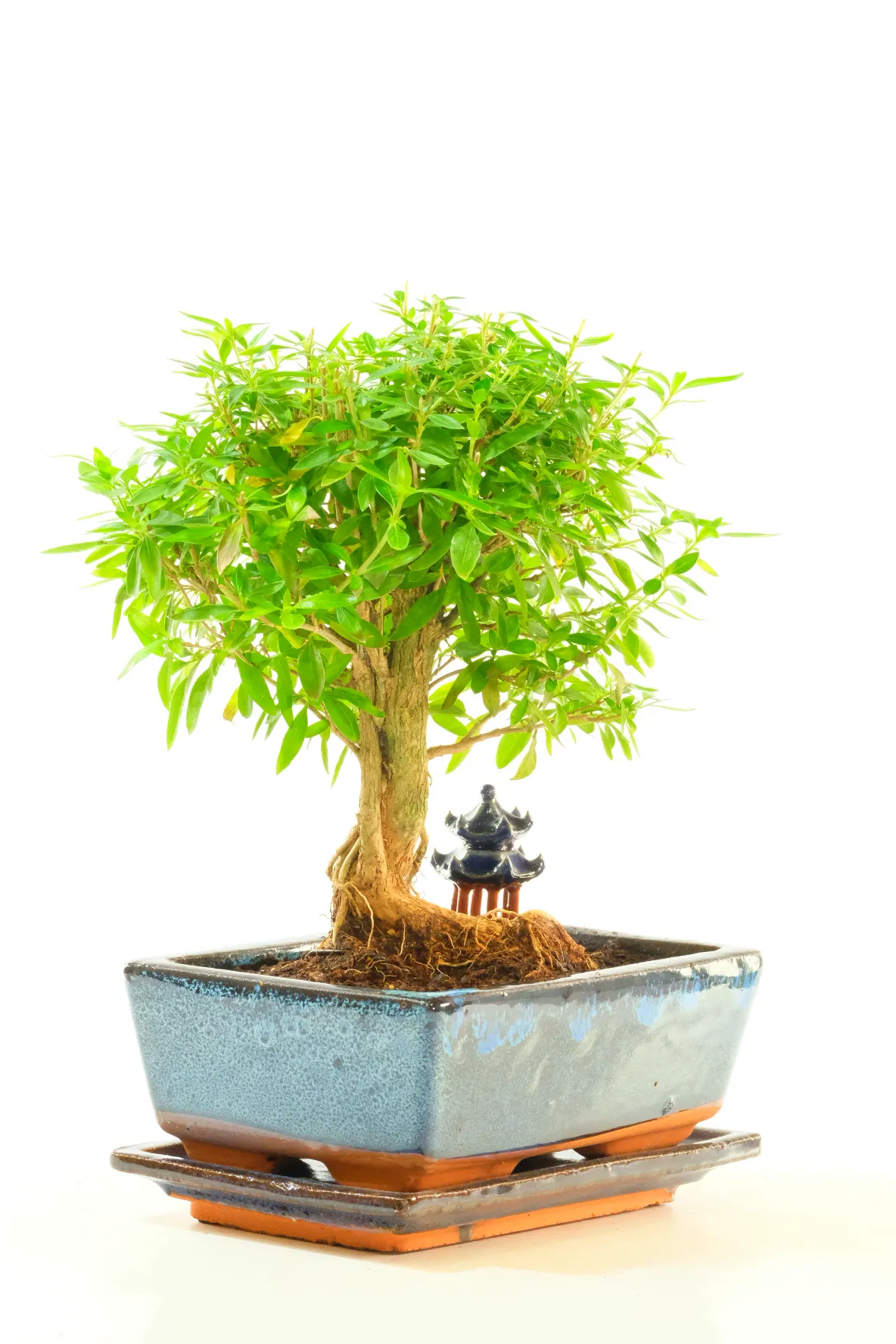 A Striking Neagari Bonsai with Sculptural Roots