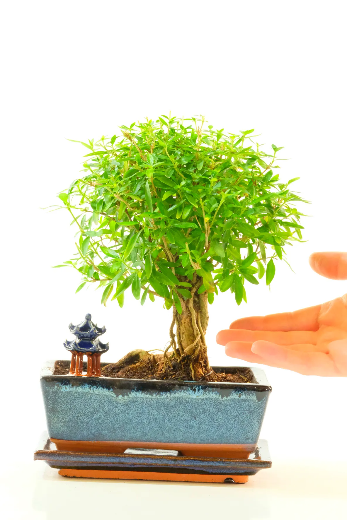 Rising Serenity – Neagari Serissa Bonsai