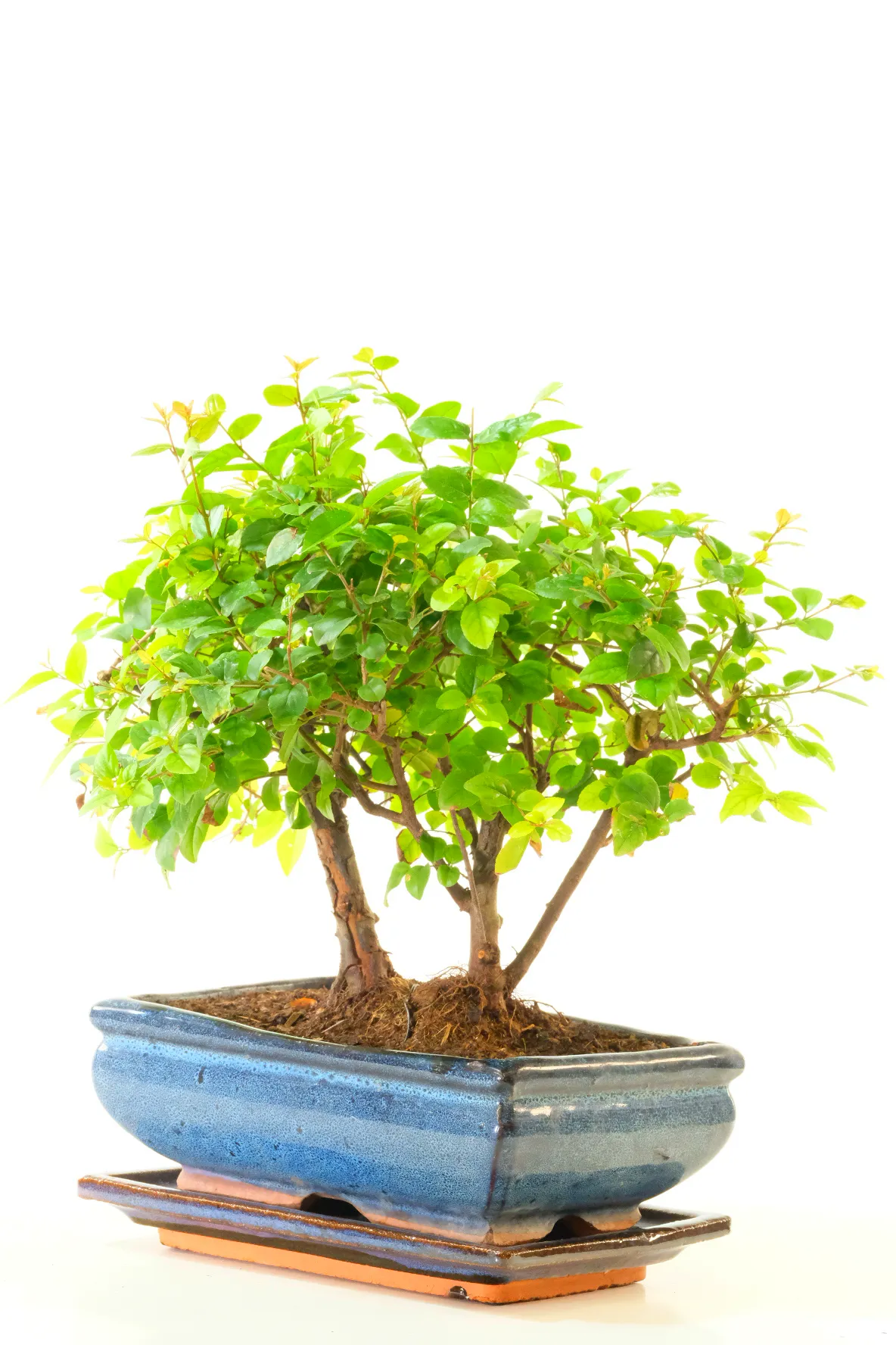 Characterful Textured Trunks & Lush Foliage