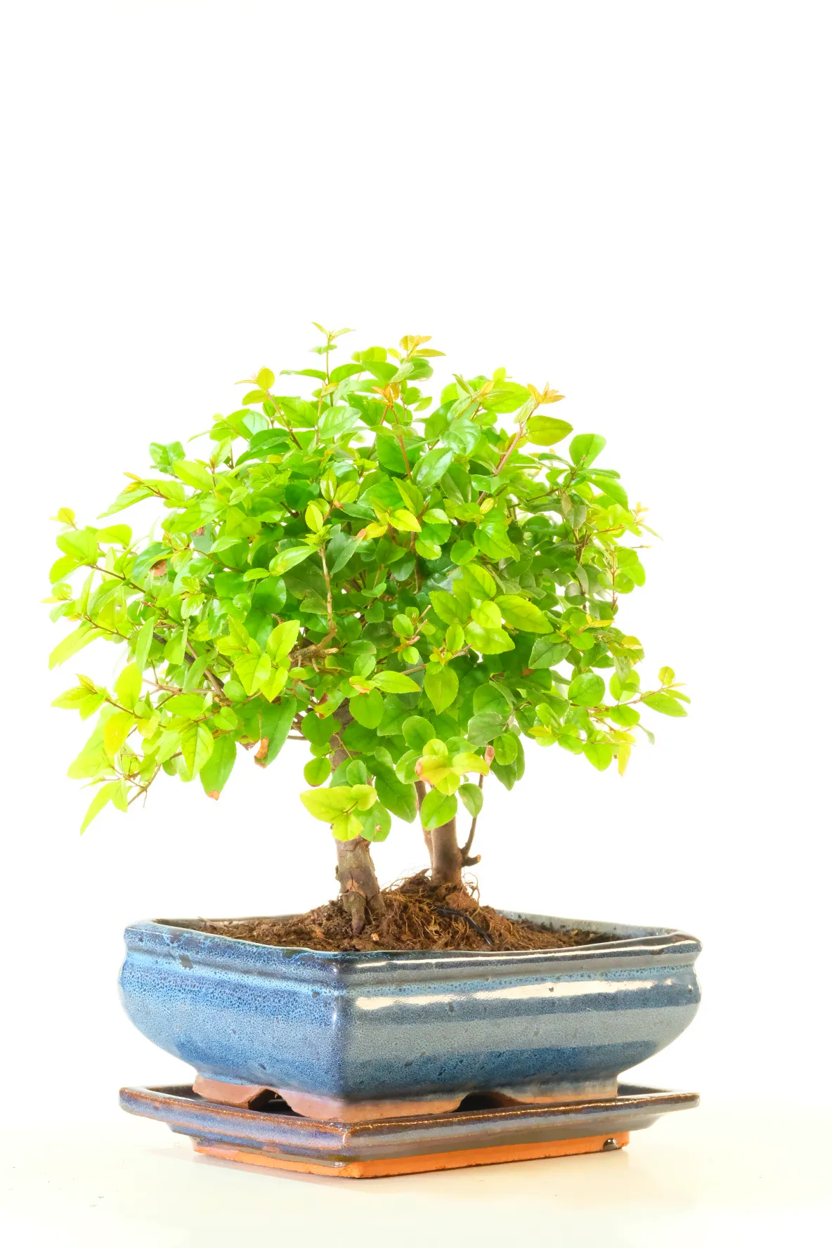 Two Beautiful Sweet Plum Bonsai in One Elegant Display