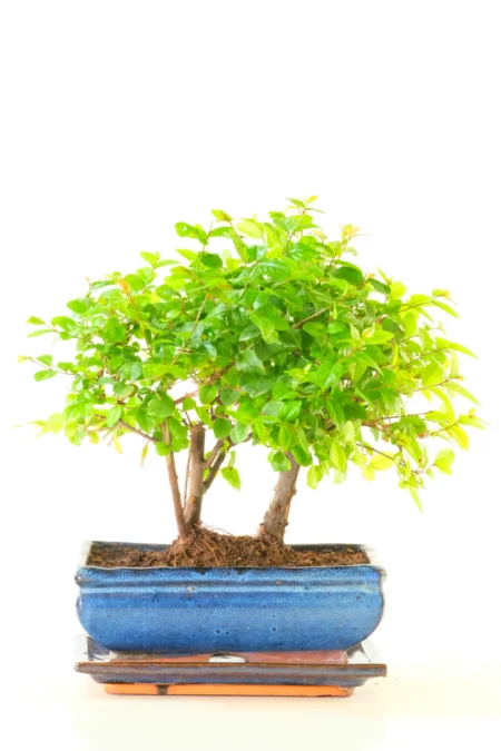 Twin Sweet Plum Indoor Bonsai
