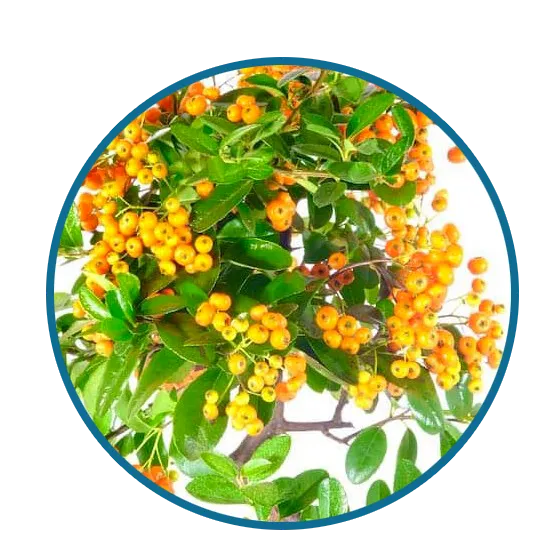 The vivid bright orange berries of the Pyracantha bonsai tree