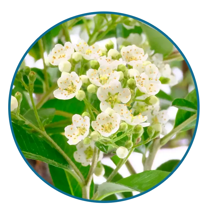 Flowers of this beautiful spring flowering Pyracantha bonsai tree