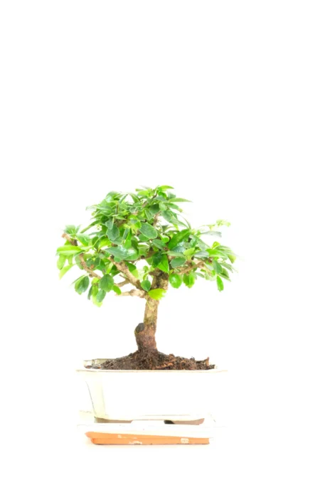 Flowering Contemporary Indoor Bonsai