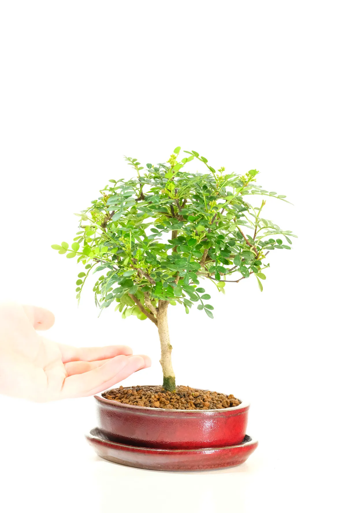Comes potted in a red ceramic pot with matching drip tray. Delivery is FREE across the UK on a next working day service - or you can choose your delivery date!