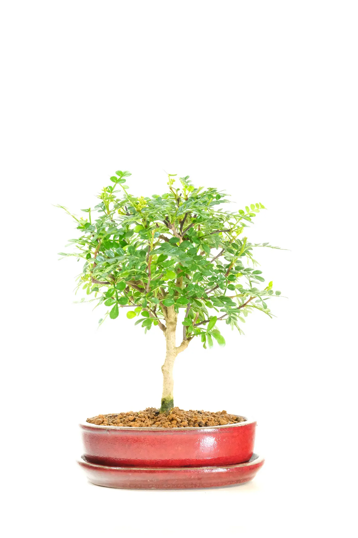 Adorable Aromatic Pepper Bonsai- Symbolises Protection, Peace & Harmony