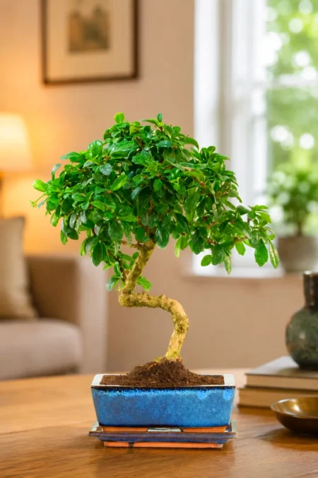Tall Flowering Fukien Tea Tree Bonsai | 12-Year-Old Carmona