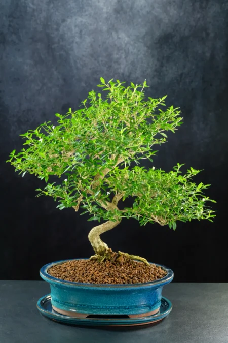 Sensational Trunk & Nebari of this Serissa Bonsai Tree
