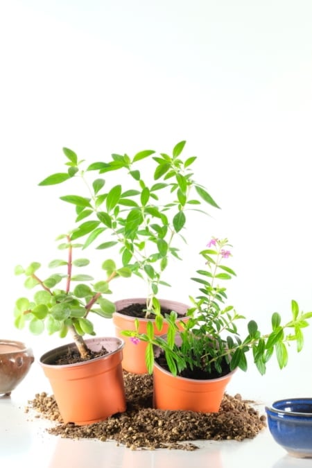 Triple Pack Starter Bonsai Trees – Grow Your Own Bonsai