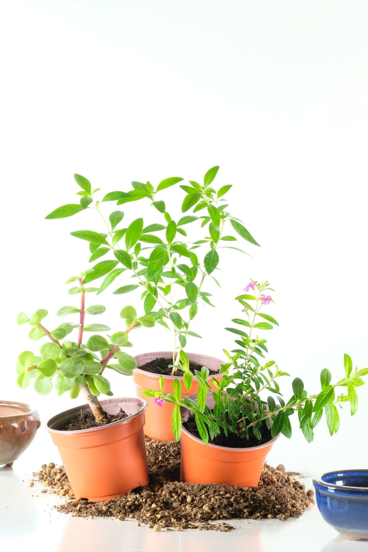 Triple Pack Starter Bonsai Trees – Grow Your Own Bonsai