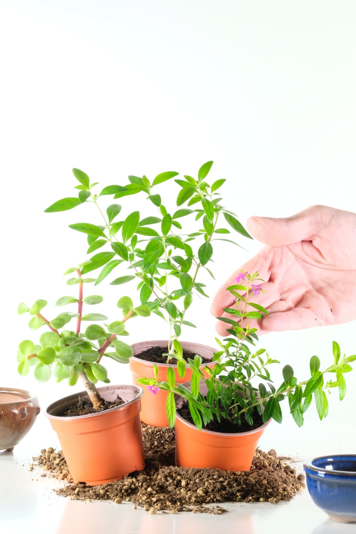 Grow Your Own Bonsai with Three Beautiful Starter Trees