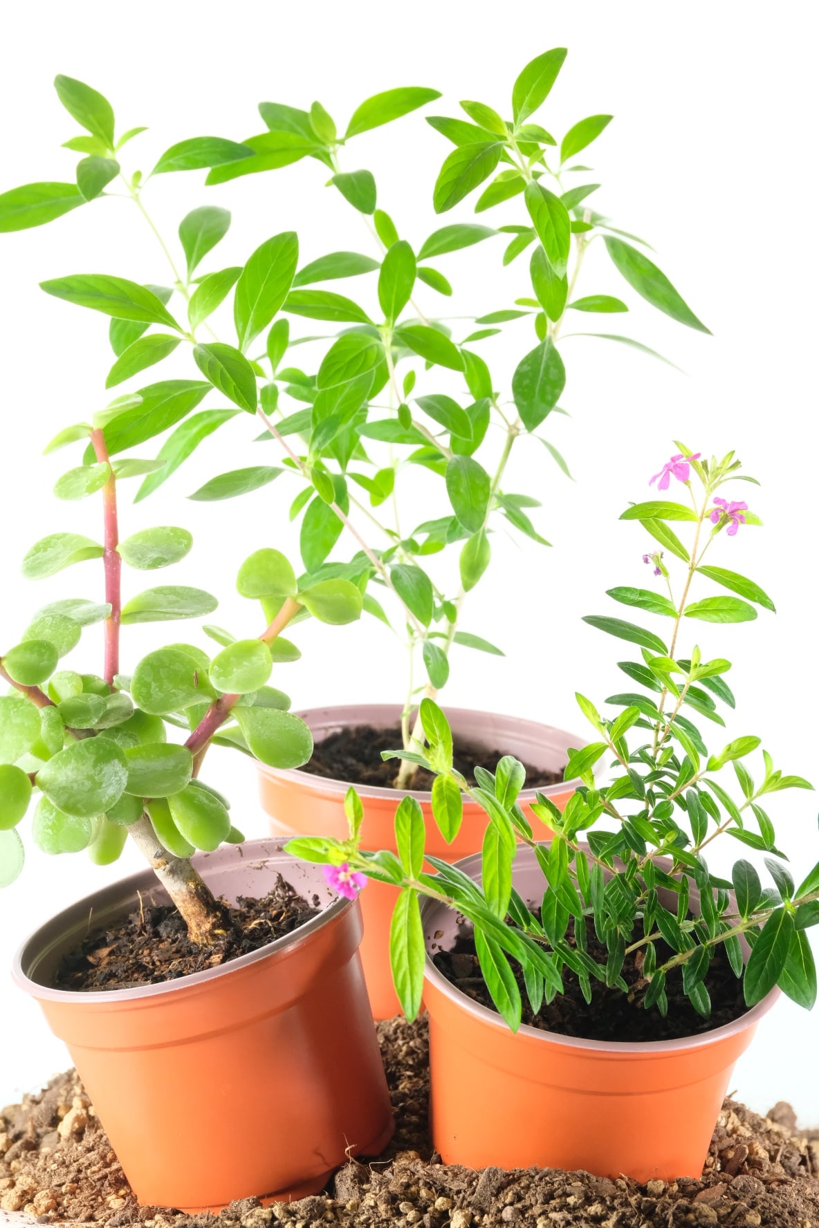 A Hands-On Bonsai Experience