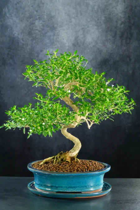 Spectacular Tree of a Thousand Stars / Serissa Bonsai Tree – Sublime Indoor Flowering Variety