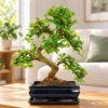 Indoor Bonsai trees for sale for beginners