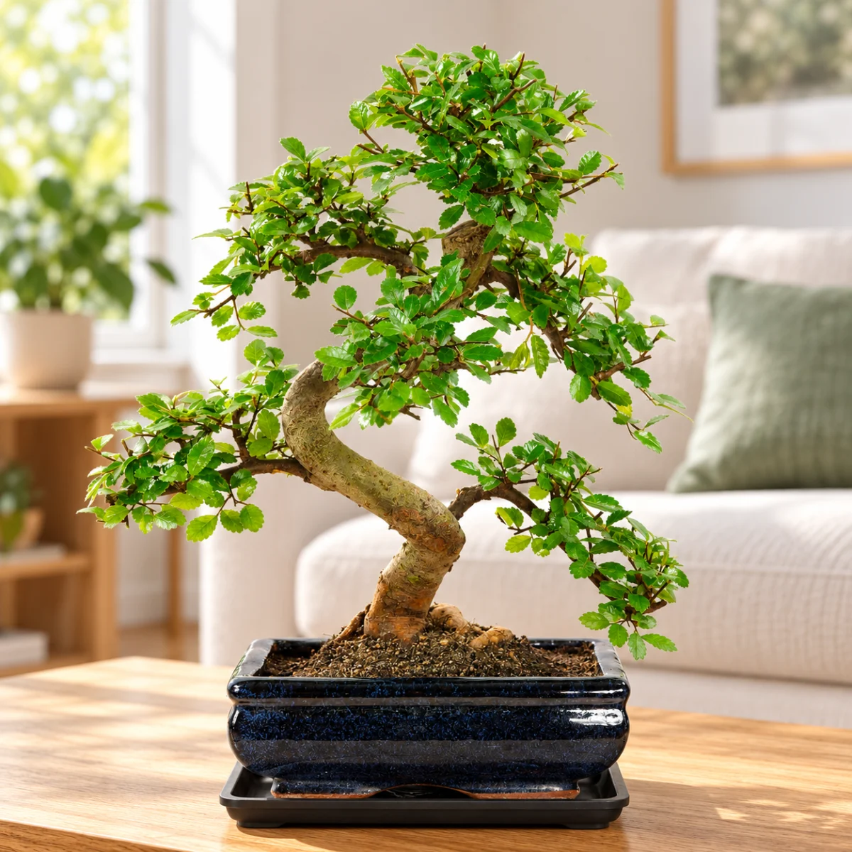 Indoor Bonsai trees for sale for beginners
