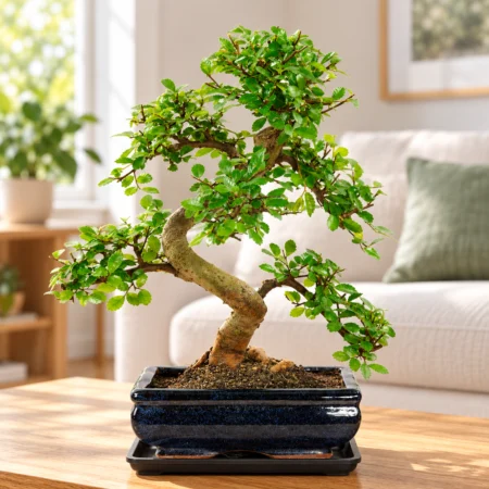 Indoor Bonsai trees for sale for beginners