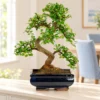 Best Selling indoor bonsai trees UK