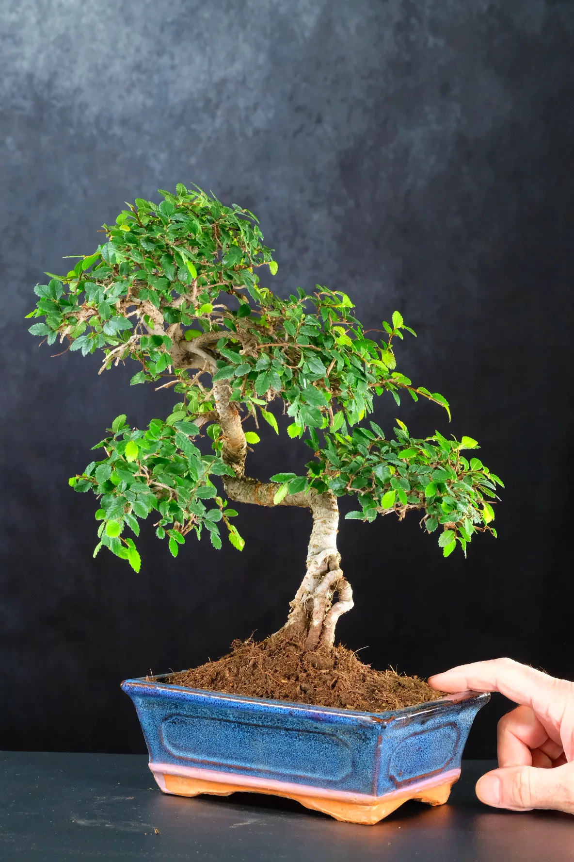 13-Year-Old Chinese Zelkova Bonsai – Twisting Trunk & Superb Root Flare