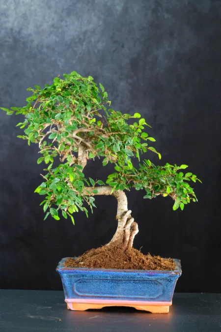 Twisty Ulmus parvifolia Chinese Elm Beginners Indoor Bonsai | Flaky Bark | BLACK FRIDAY BARGAINTwisty Ulmus parvifolia Chinese Elm Beginners Indoor Bonsai | Flaky Bark | BLACK FRIDAY BARGAIN