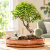 Bonsai Tree Gardens - Artistic & creative