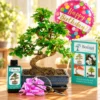 Eco friendly unique bonsai tree gifts for every occasion
