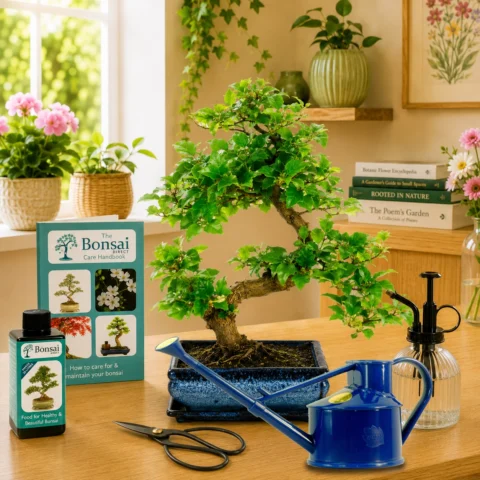 Comprehensive Bonsai tree Kits for Sale