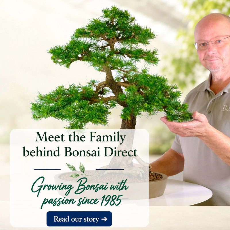 Bonsai Direct - Meet Lloyd Noall and the family behind Bonsai Direct