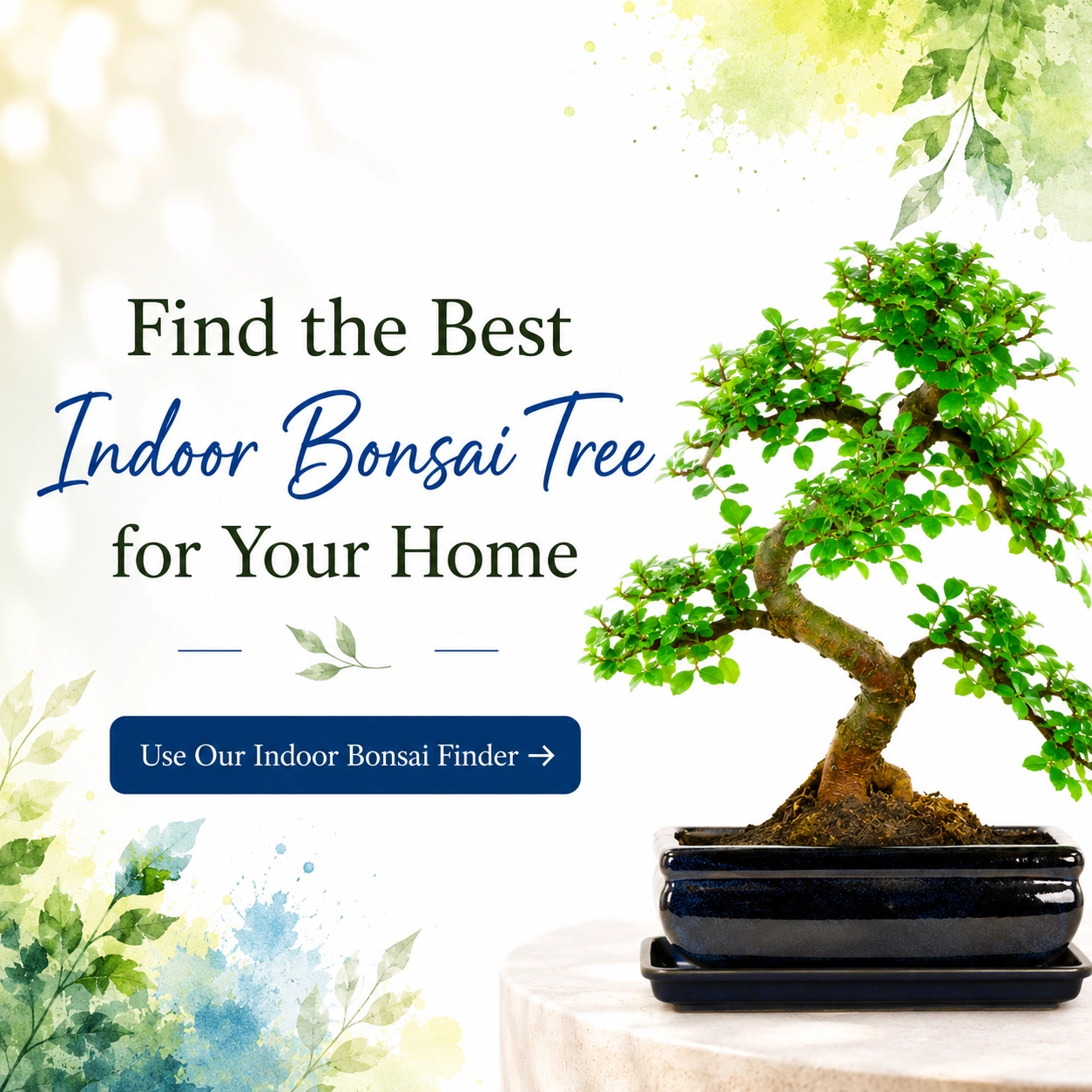 Choose the best indoor bonsai for your home or office with this interactive questionnaire