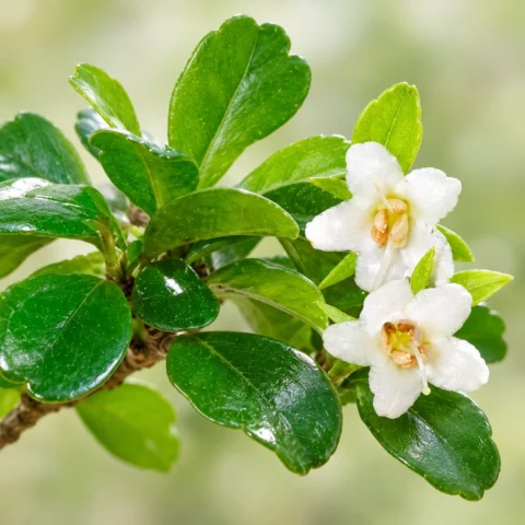 Fukien Tea tree carmona microphylla Bonsai tree