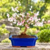 Cherry Blossom Bonsai Tree Range