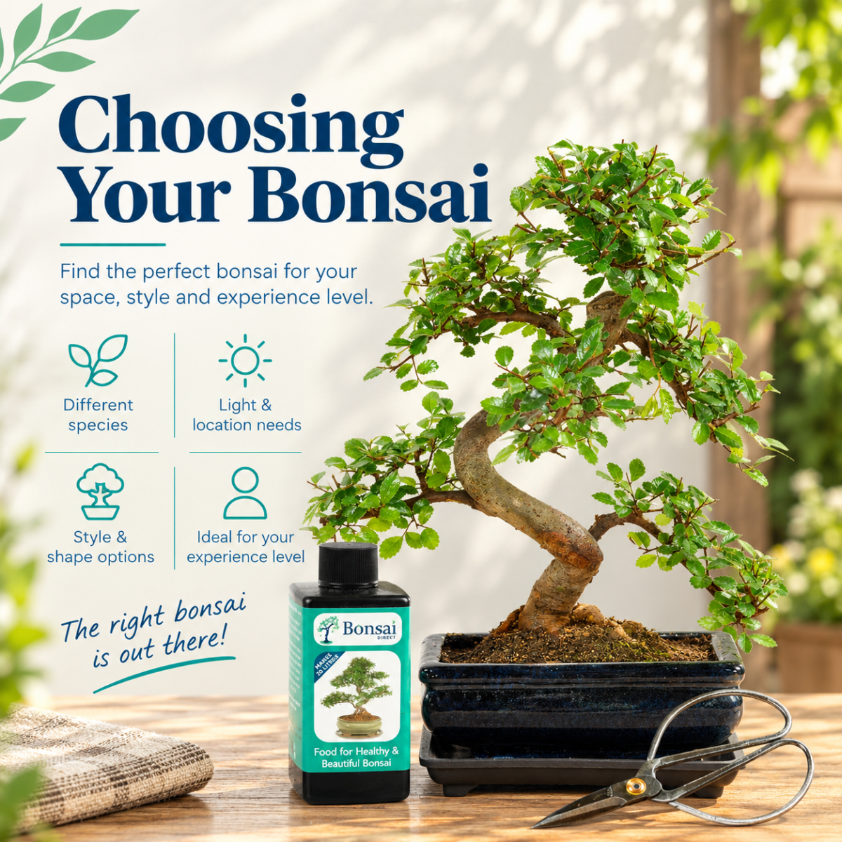 Choosing your Bonsai