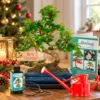 Christmas Bonsai tree gifts & kits for sale upto to Β£100