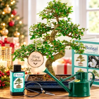 Christmas Bonsai tree gifts for sale over £200