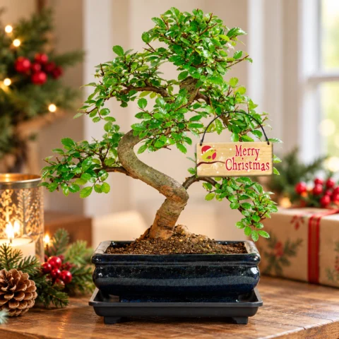 Christmas Bonsai tree Gifts for sale uptown Β£50