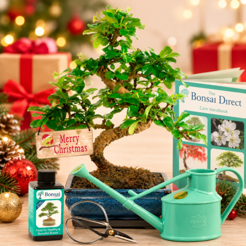 Unique eco friendly Christmas Bonsai tree gifts