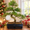 Gifts tree bonsai and kits for sale - Superb gifts for family and friends