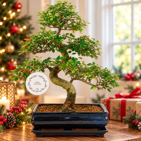 Gifts tree bonsai and kits for sale - Superb gifts for family and friends