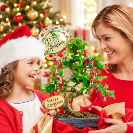 Sensational Christmas Bonsai tree Gifts for sale