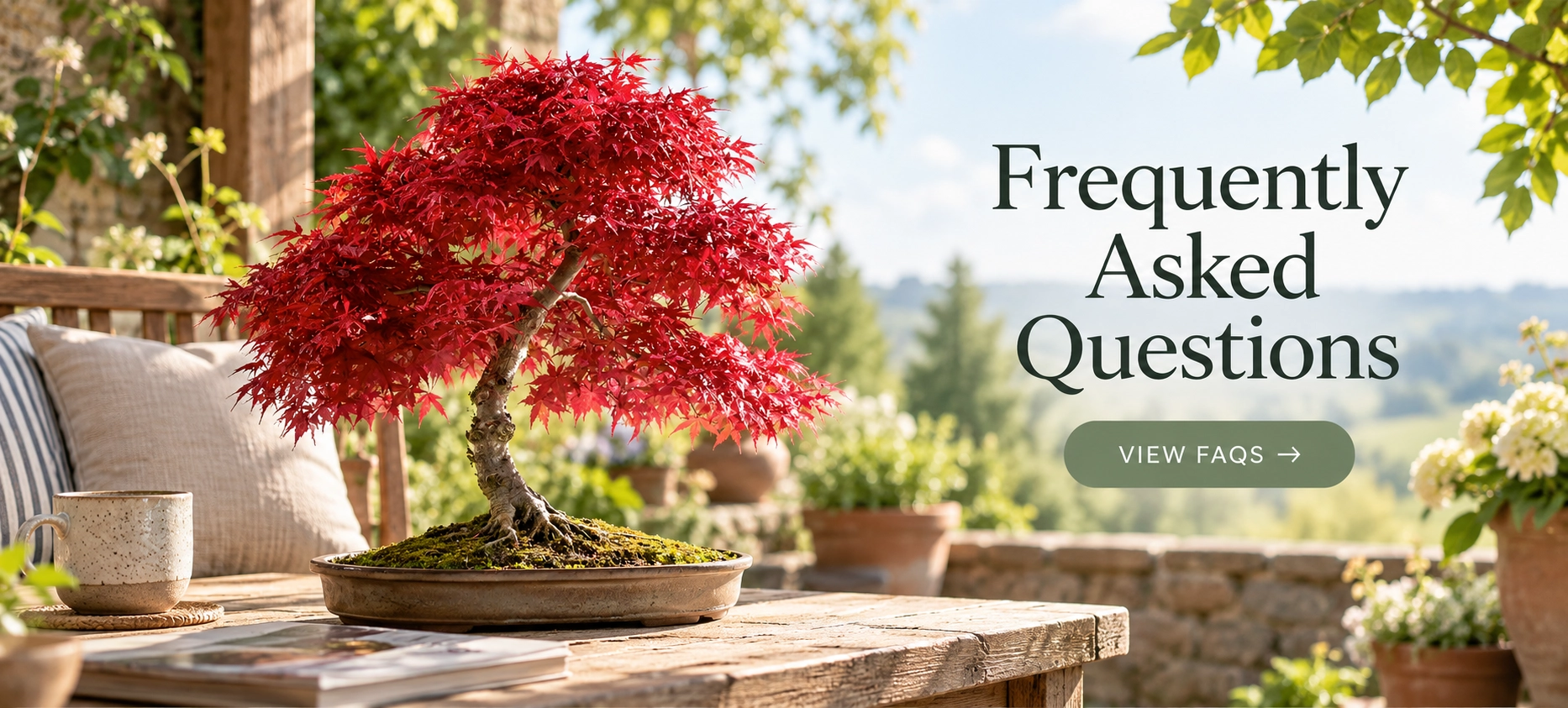 Frequently Asked Questions - Find our top asked bonsai care questions here!