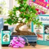 Bonsai tree Gifts for Sale