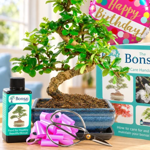 Bonsai tree Gifts for Sale