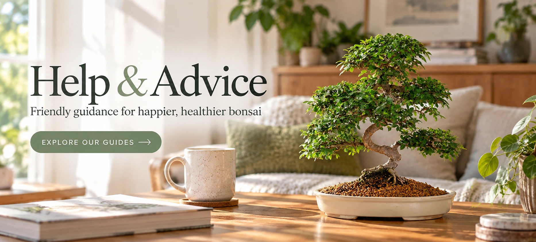Help & Advice - Find lots of guides, articles and tutorials to help you care for your bonsai!