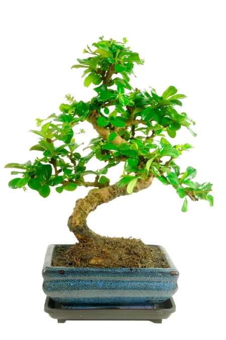 Fukien Tea Tree Bonsai (Carmona microphylla) – 8-Year-Old S-Shaped Indoor Flowering Bonsai