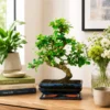 Indoor Bonsai Trees For Sale | Grown by Professionals