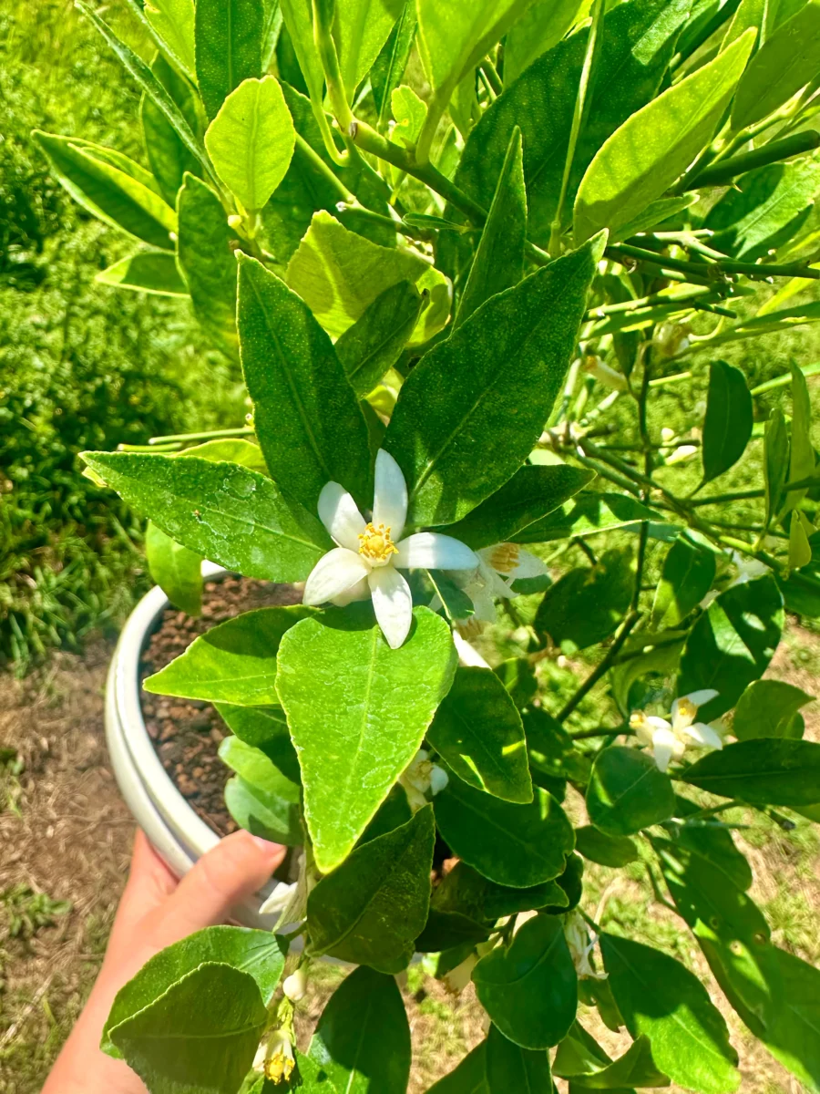 Lemon bonsai flowers