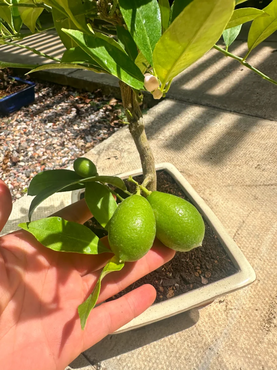 Lemon fruits on bonsai tree