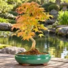 Maple/Acer bonsai trees for sale